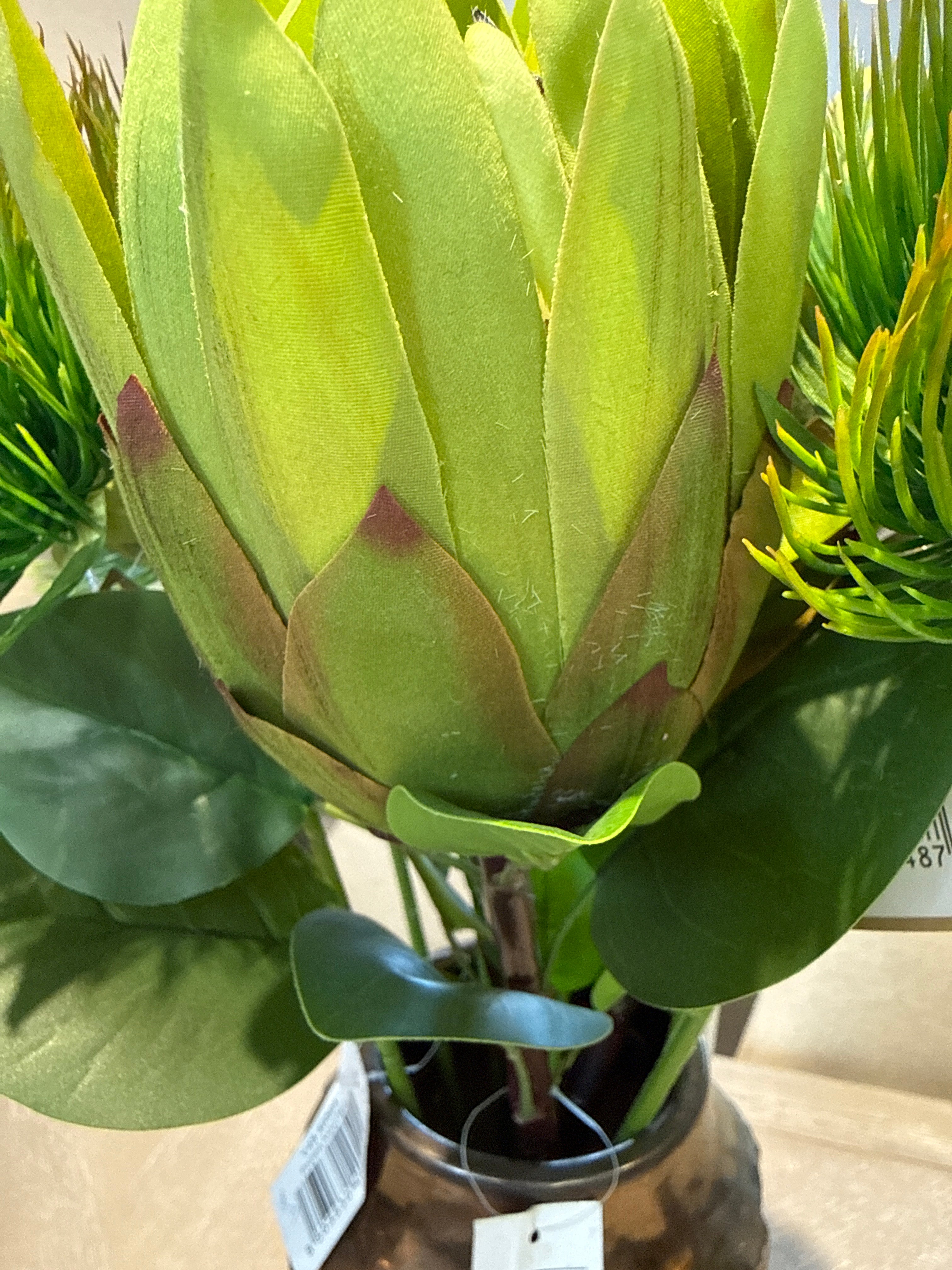 Protea single stem green