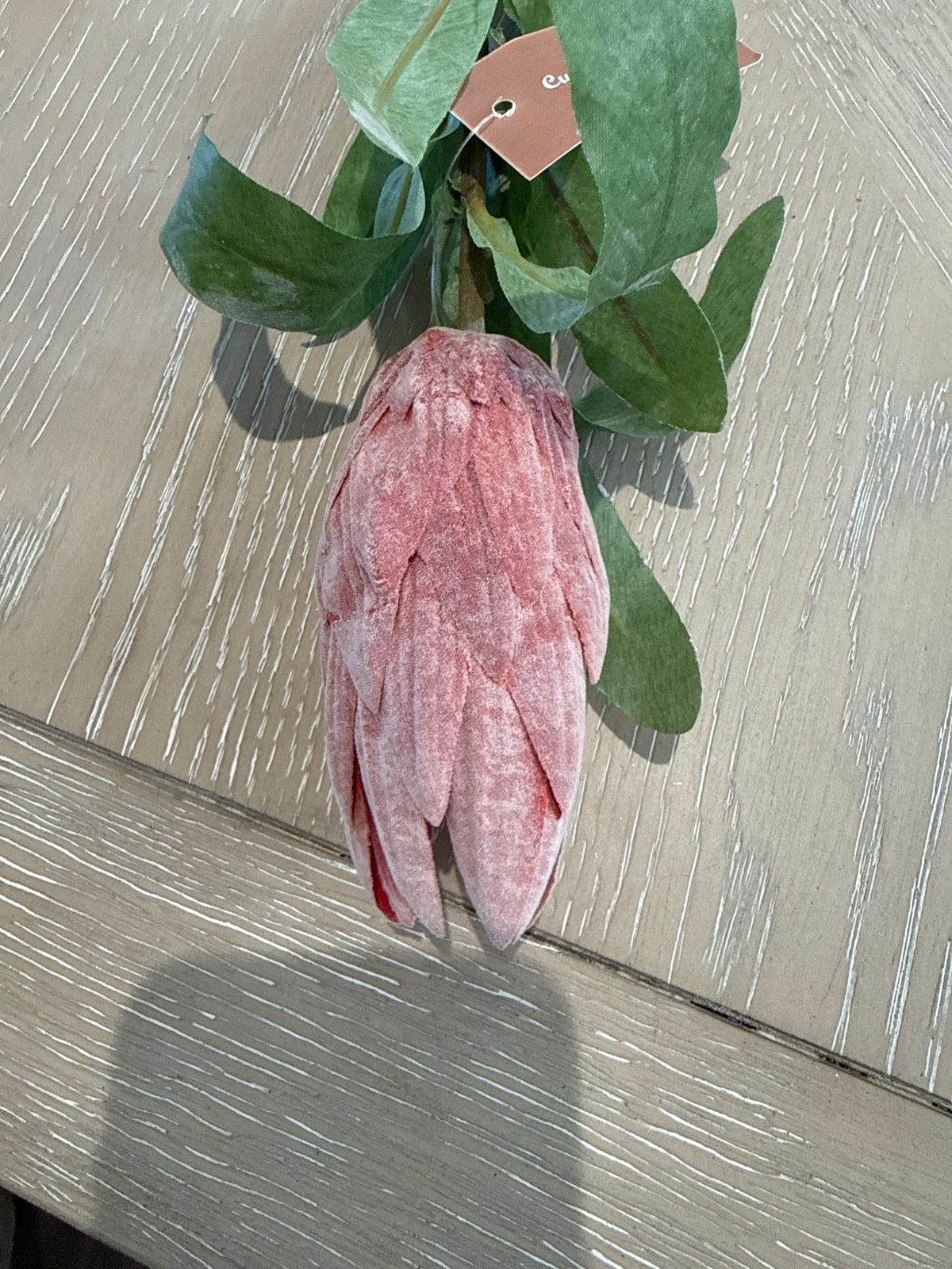 Protea single stem pink