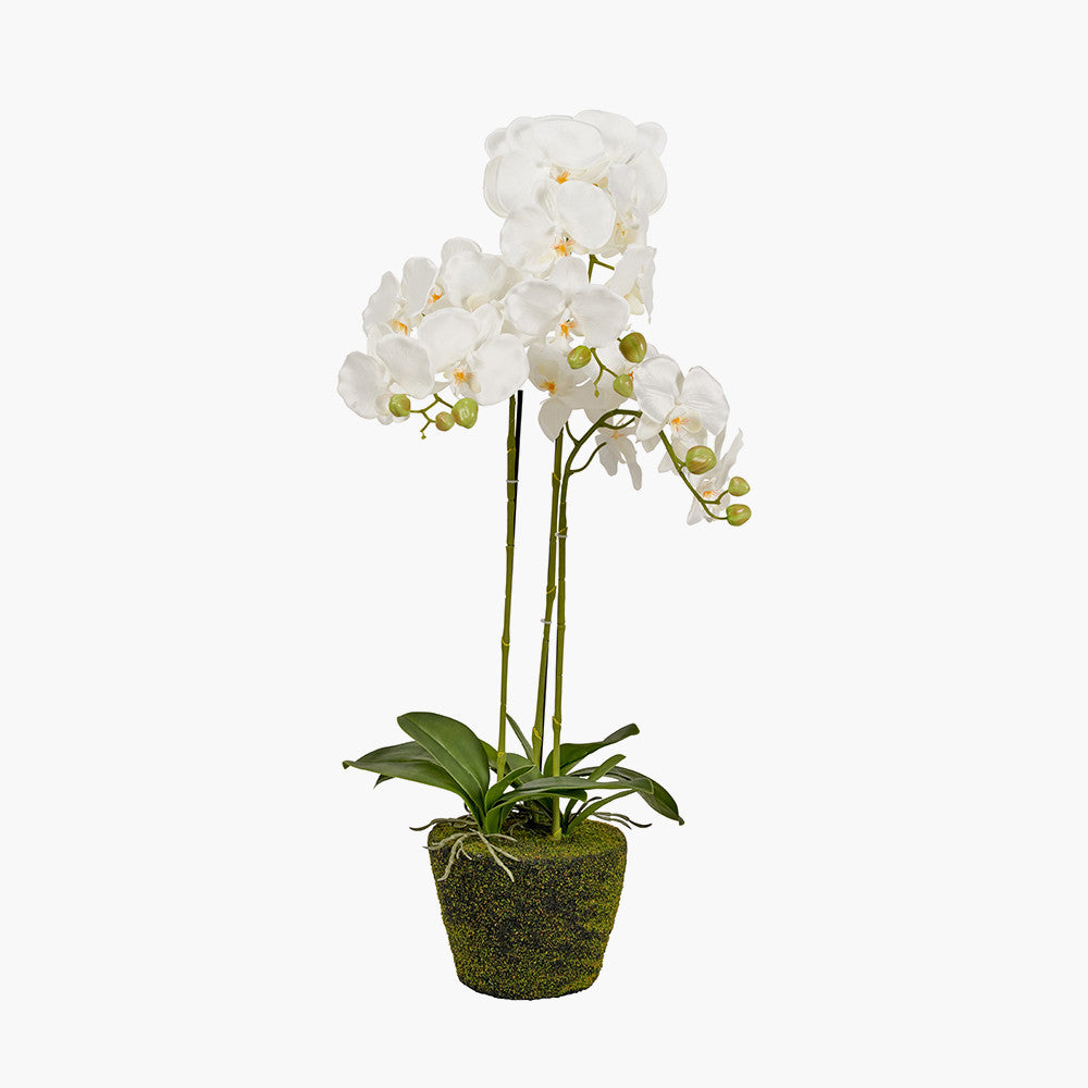 White Orchid in Moss Medium