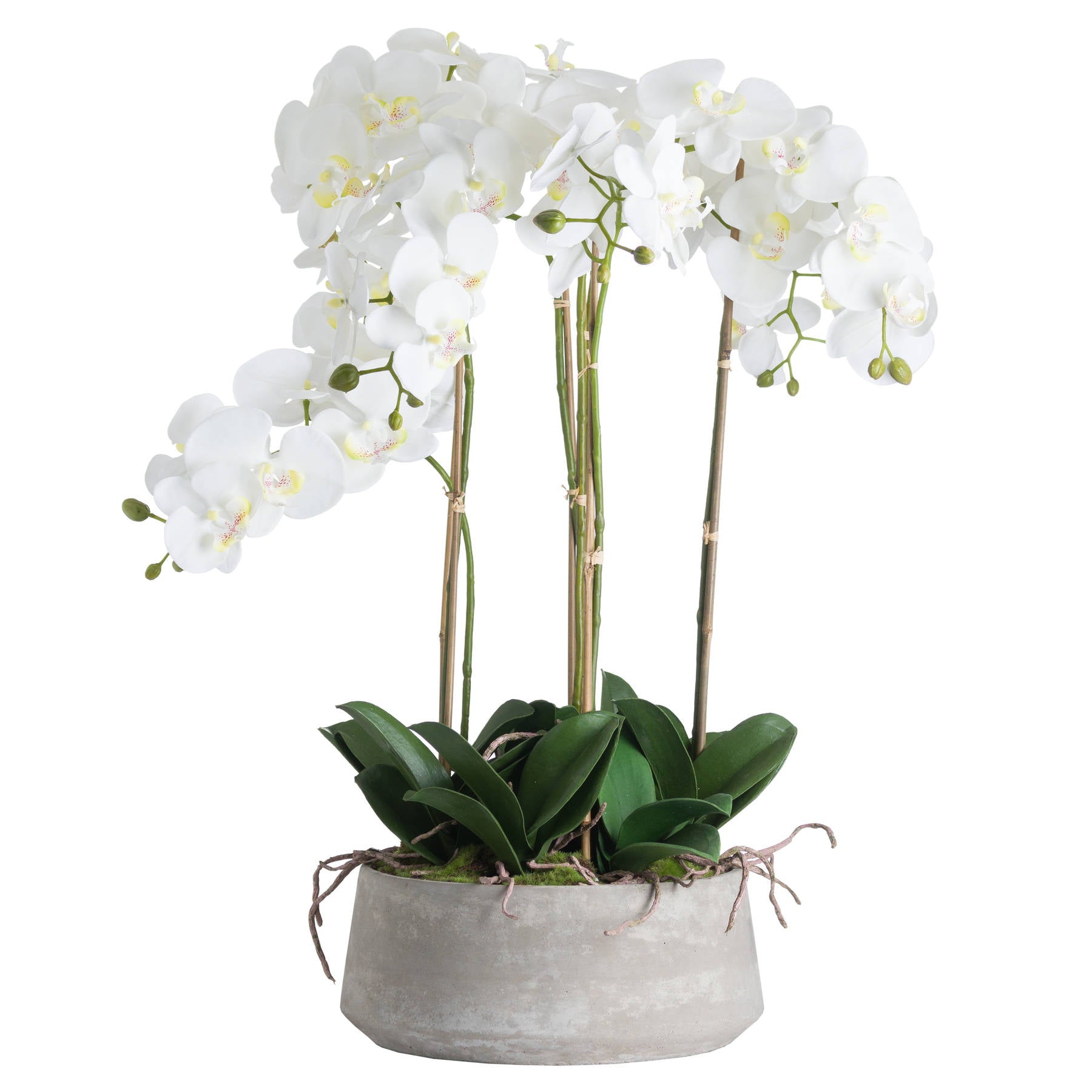 Large White Orchids In Stone Pot-Renaissance Design Studio