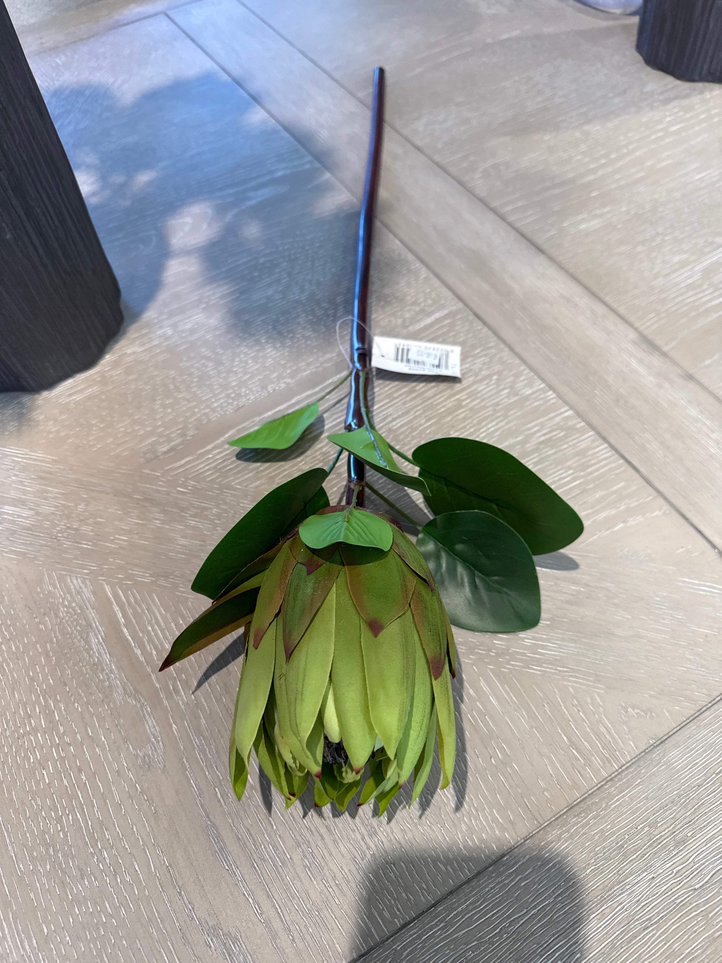 Protea single stem green