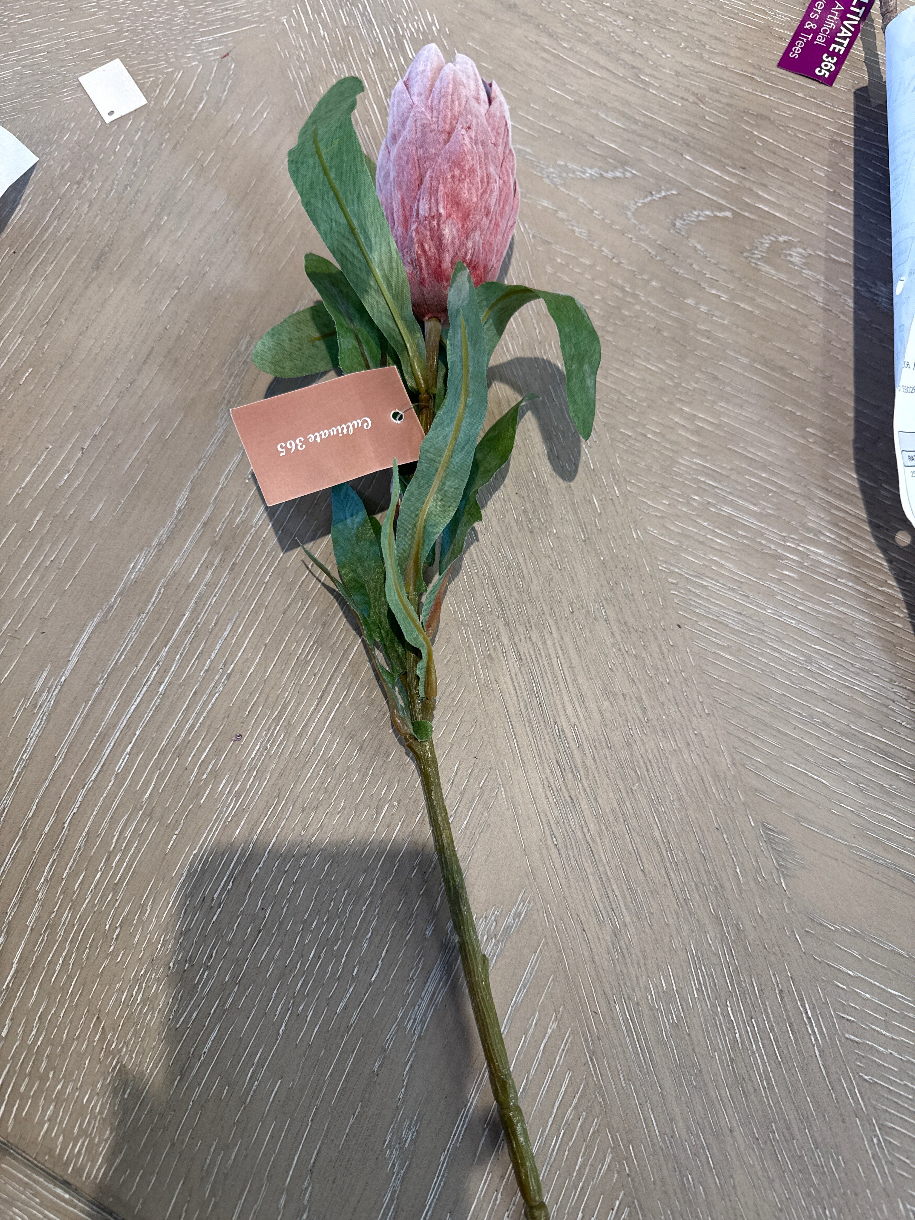 Protea single stem pink