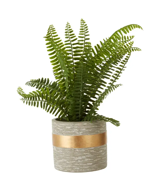Fern Plant