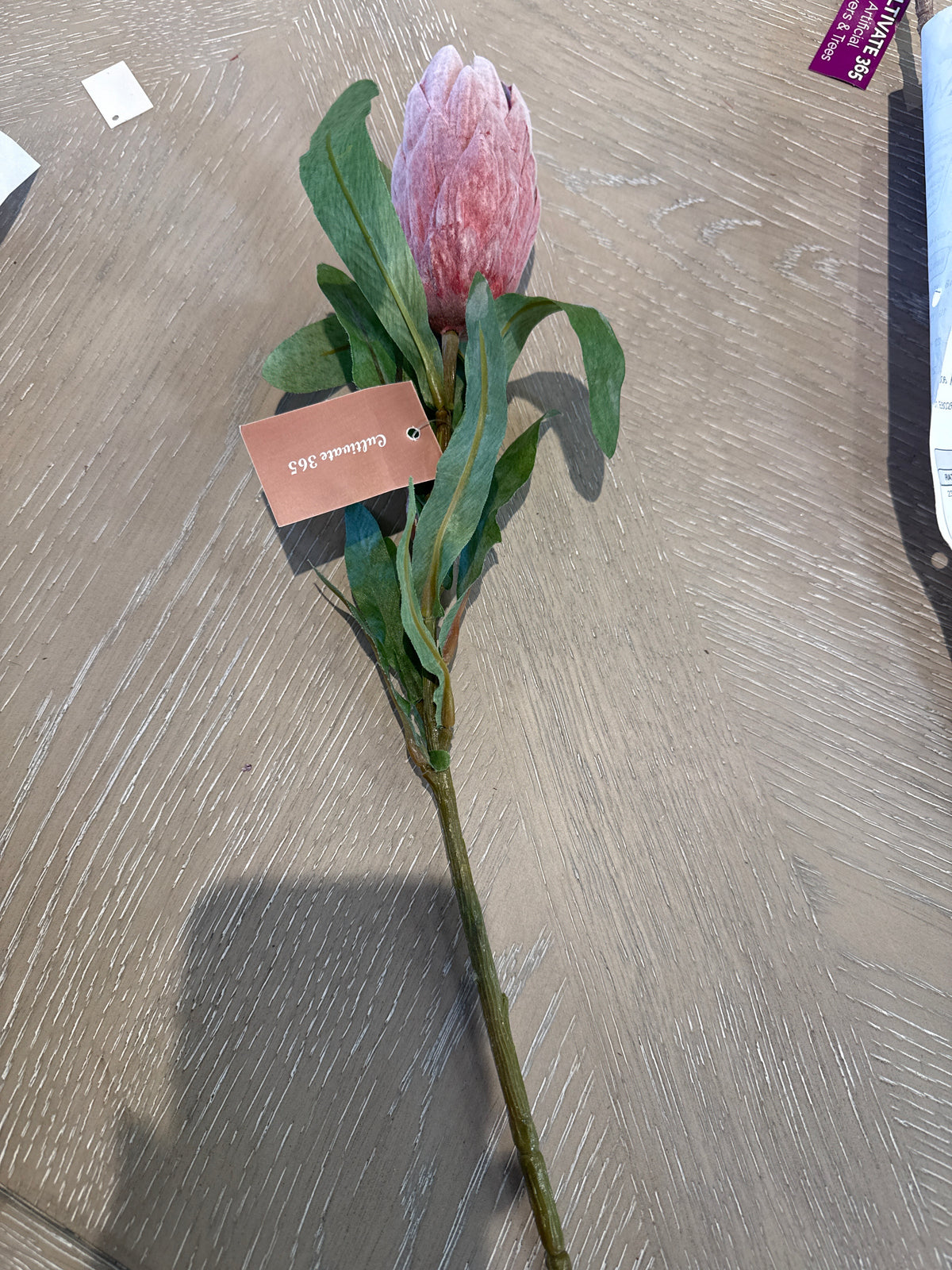 Protea single stem pink