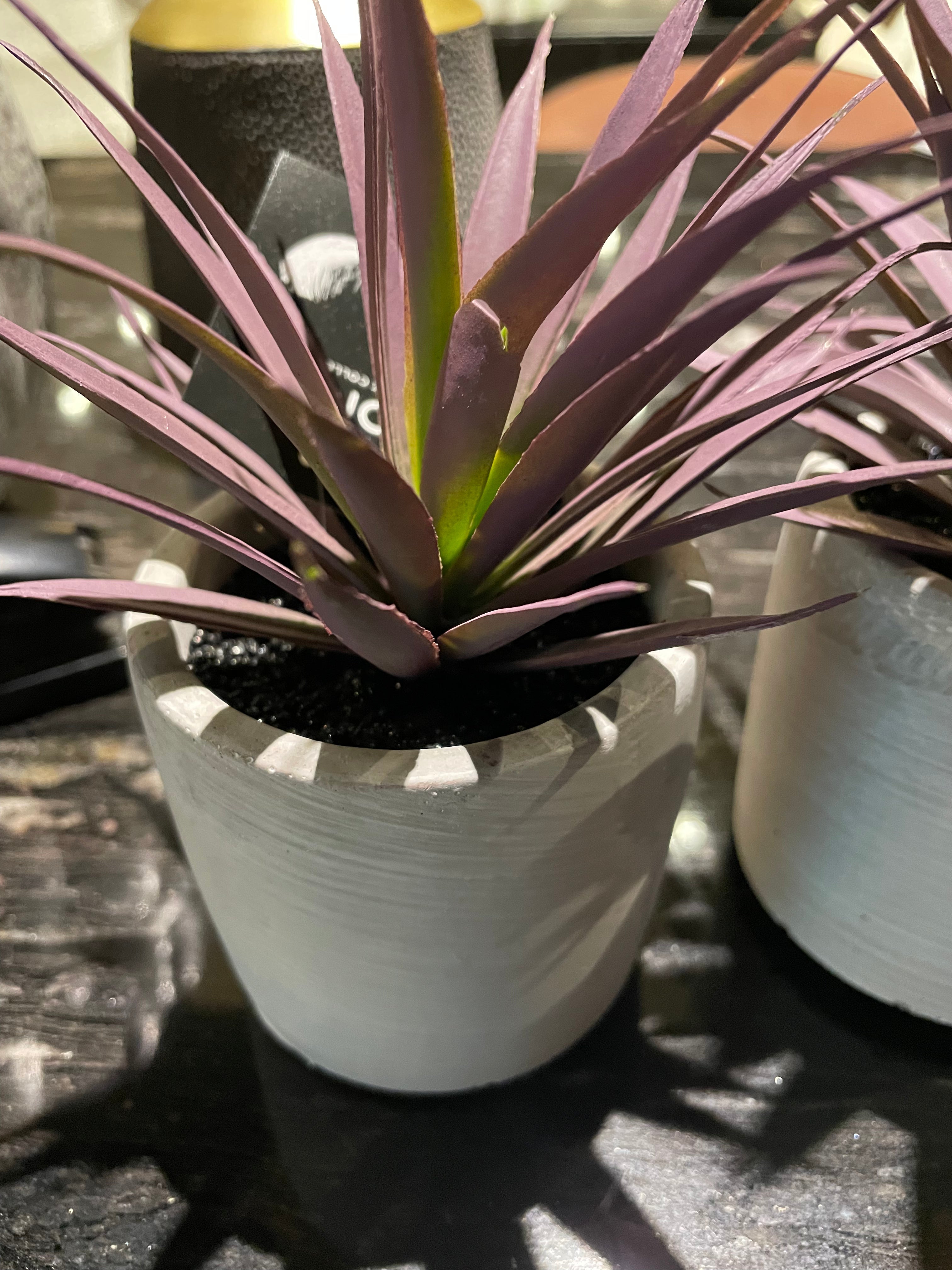 Purple Jungle Plant in cement pot