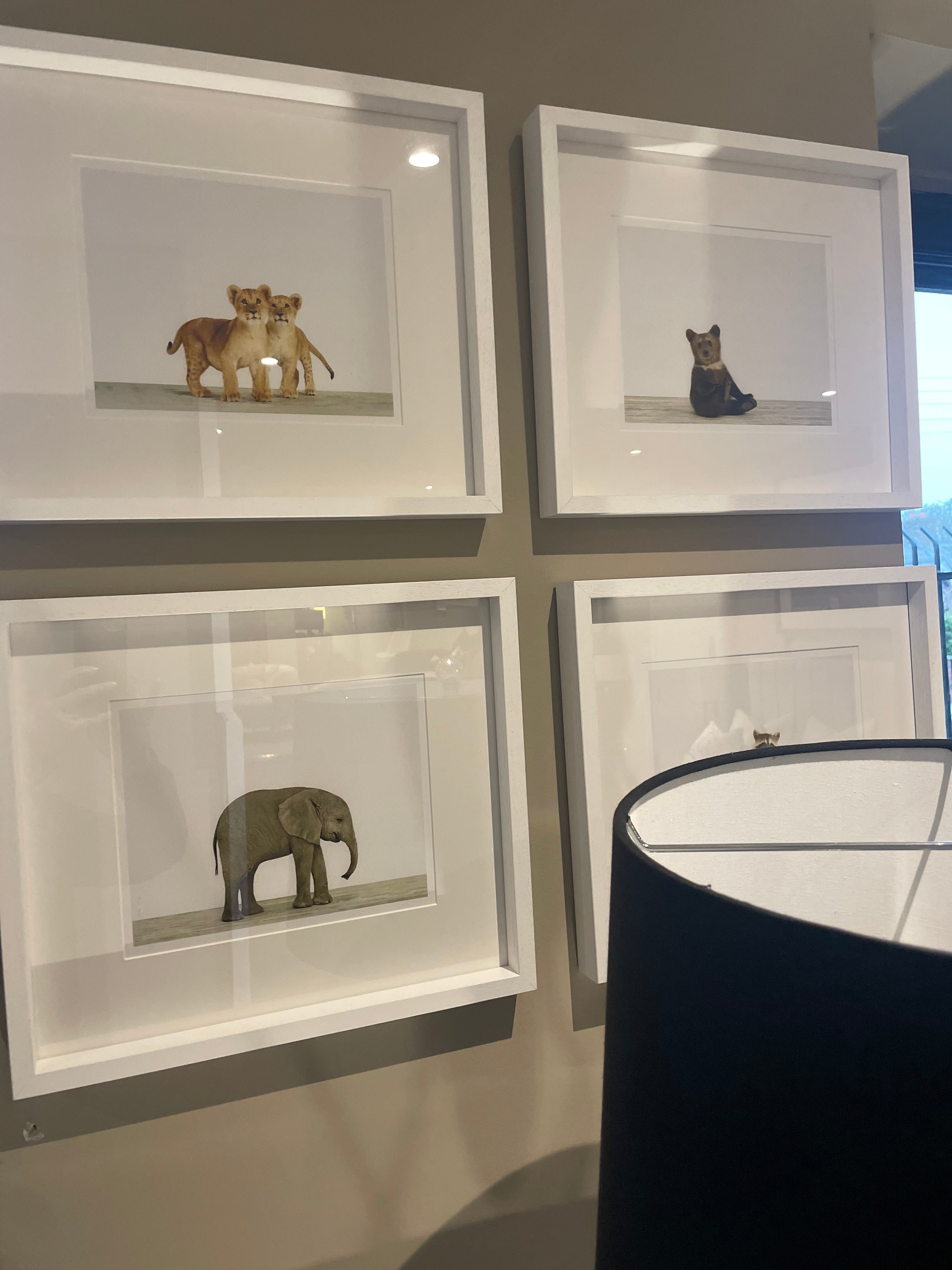 Animal Prints 1 framed wall art set of 4-Wall Art-Renaissance Design Studio