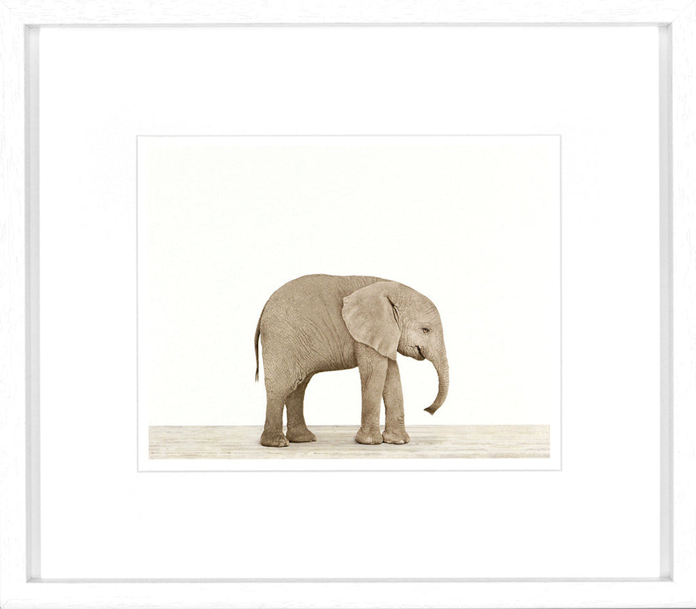 Animal Prints 1 framed wall art set of 4