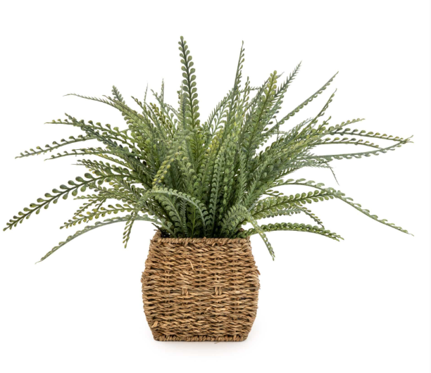 Fern in seagrass Basket-Renaissance Design Studio