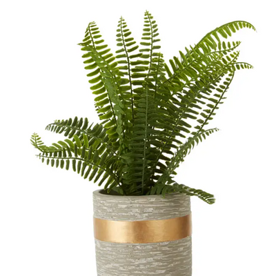 Fern Plant