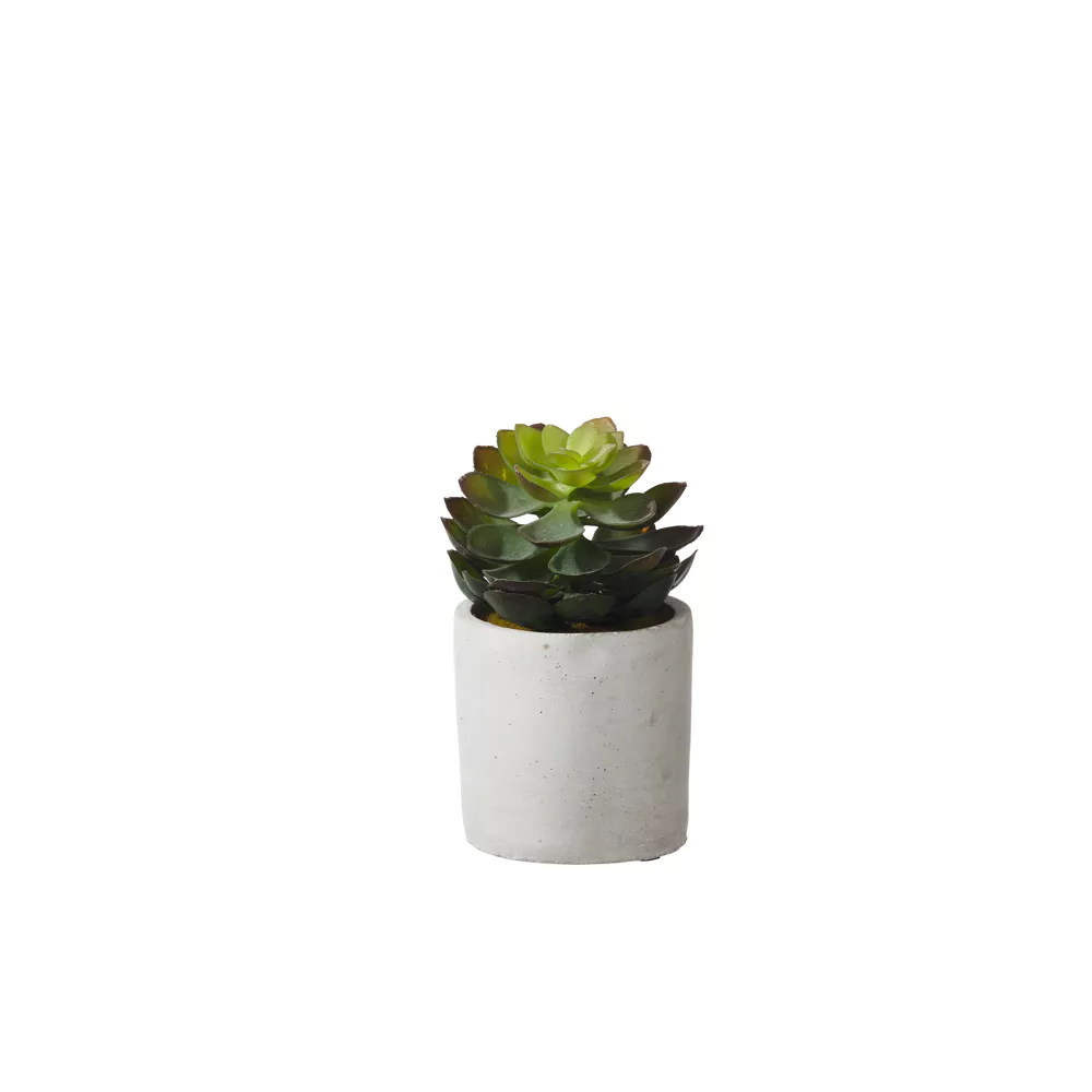 Jungle Plant in cement Pot 29551-Renaissance Design Studio