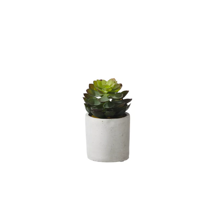 Jungle Plant in cement Pot 29551