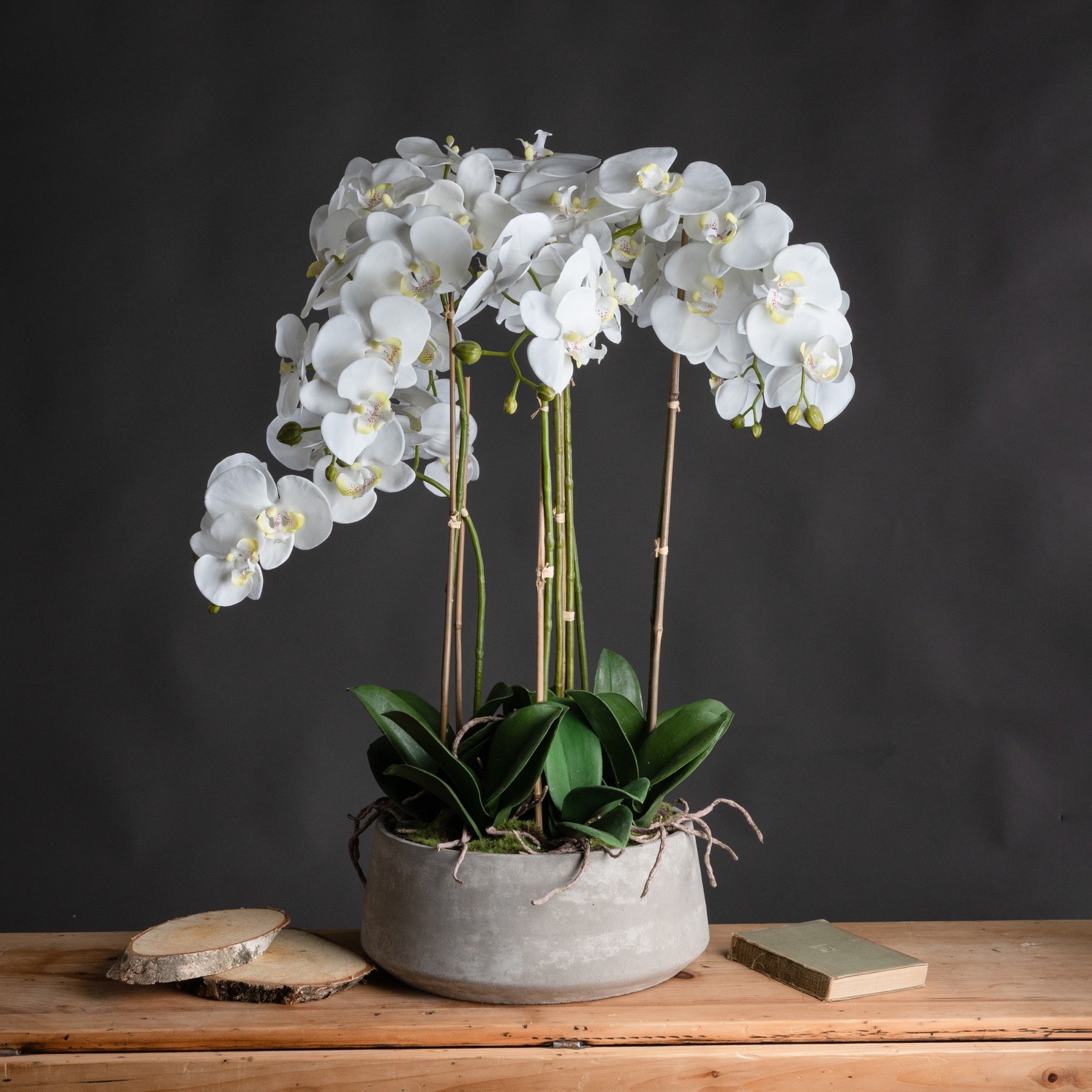 Large White Orchids In Stone Pot-Renaissance Design Studio