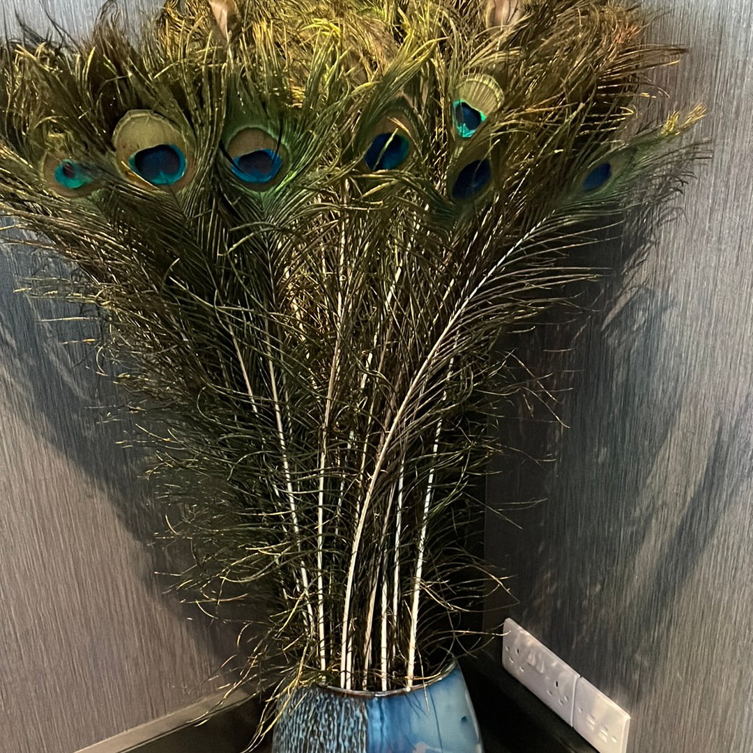 Peacock feathers - per stem-Renaissance Design Studio