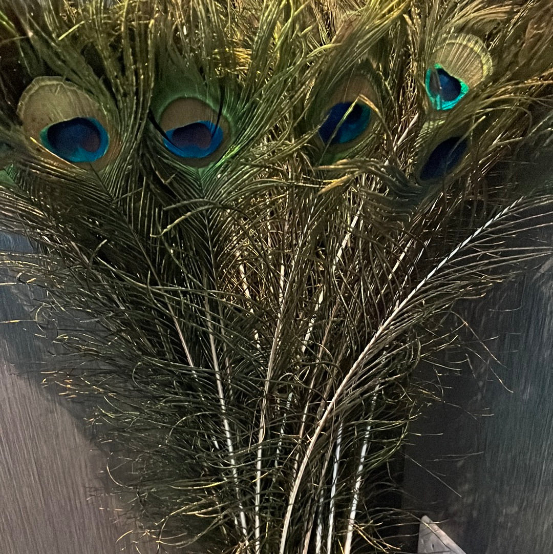 Peacock feathers - per stem-Renaissance Design Studio