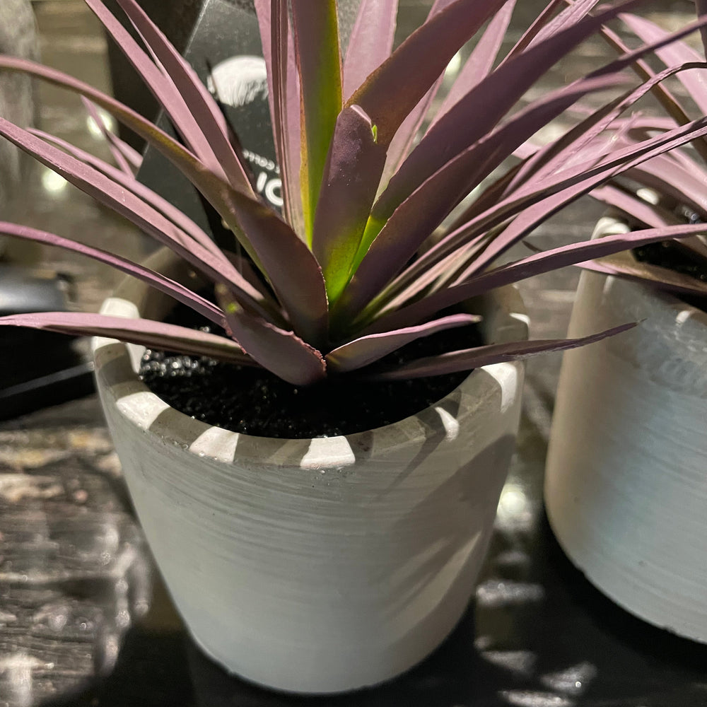Purple Jungle Plant in cement pot