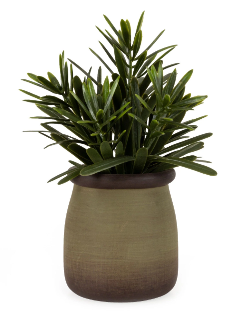 Rosemary in Green Pot-Renaissance Design Studio